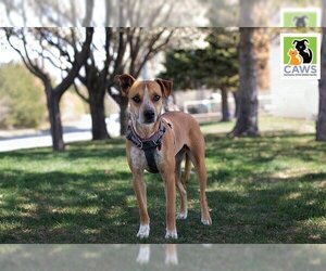 Staffordshire Bull Terrier Dogs for adoption in Salt Lake City, UT, USA