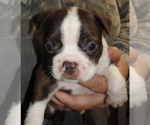 Boston Terrier Puppy for sale in CRKD RVR RNCH, OR, USA
