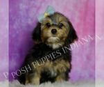 Small Photo #43 Yorkipoo Puppy For Sale in WARSAW, IN, USA