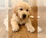 Puppy Polly English Cream Golden Retriever