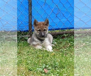 Siberian Husky Puppy for Sale in LONG EDDY, New York USA