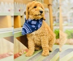 Small Photo #2 Goldendoodle-Poodle (Standard) Mix Puppy For Sale in HUNTINGTON, AR, USA