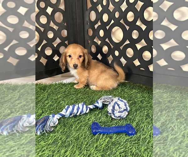 Medium Photo #4 Dachshund Puppy For Sale in MOUNT VERNON, OH, USA