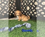 Beanie - Male Dachshund Puppy for Sale - Photo #4