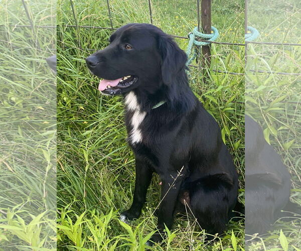 Medium Photo #2 Mutt Puppy For Sale in Westwood, NJ, USA