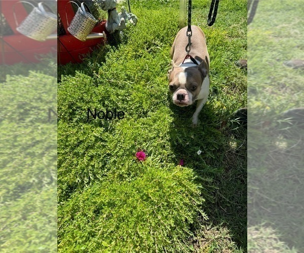 Medium Photo #1 Boston Terrier Puppy For Sale in FREDONIA, KS, USA