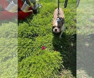 Father of the Boston Terrier puppies born on 03/12/2026