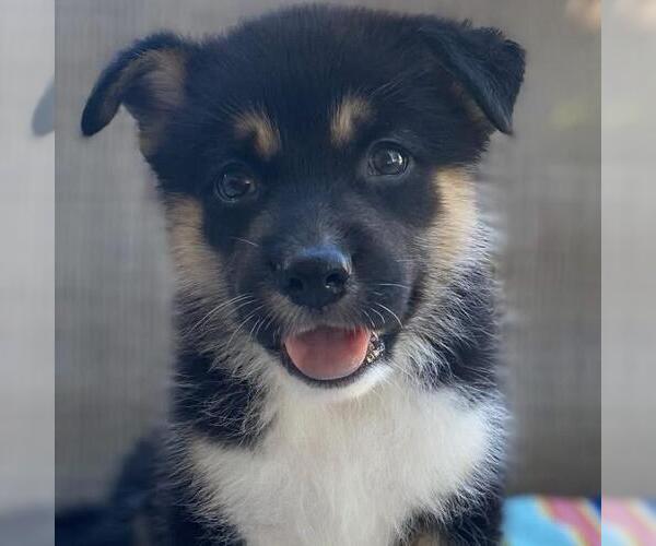 Medium Photo #5 Labrador Retriever-Unknown Mix Puppy For Sale in San Diego, CA, USA