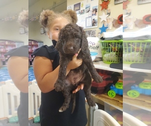 Labradoodle Puppy for Sale in GRAYSON, Georgia USA