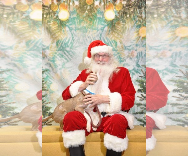 Medium Photo #4 Mutt Puppy For Sale in Germantown, OH, USA