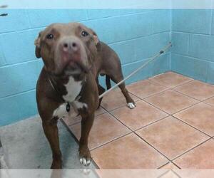 American Pit Bull Terrier Dogs for adoption in Downey, CA, USA