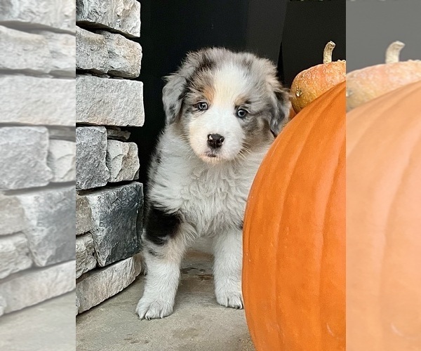 Medium Photo #7 Australian Shepherd Puppy For Sale in LODA, IL, USA