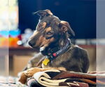 Small Doberman Pinscher Mix