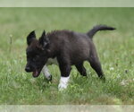 Small #1 Pyrenees Border Collie