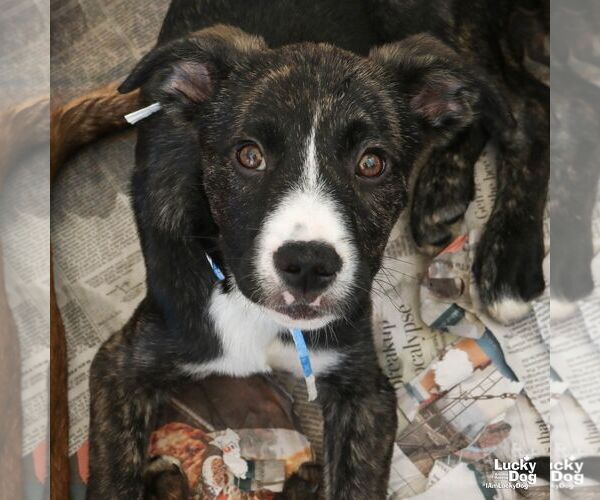 Medium Photo #4 Plott Hound-Unknown Mix Puppy For Sale in Washington, DC, USA