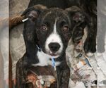 Small #3 Plott Hound Mix
