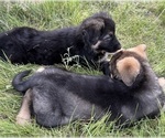 Small #18 German Shepherd Dog