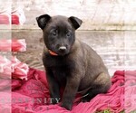 Small #3 Belgian Malinois