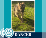 Small #1 German Shepherd Dog