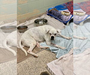 Boxer Dogs for adoption in Austin, TX, USA