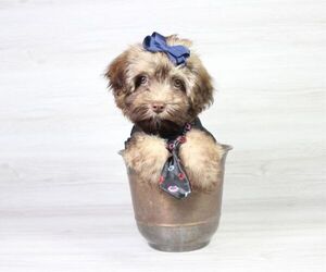 Havachon Puppy for sale in LAS VEGAS, NV, USA