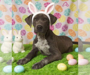 Pointer-Unknown Mix Dogs for adoption in Talladega, AL, USA