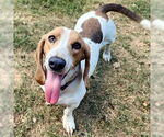 Small #4 Basset Hound