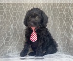 Small Photo #12 Golden Retriever-Goldendoodle Mix Puppy For Sale in LAKELAND, FL, USA
