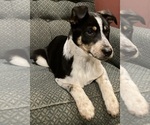 Small #2 Texas Heeler