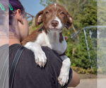 Small #4 Borador