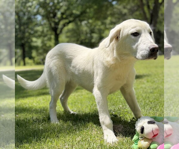Medium Photo #4 Great Pyrenees Puppy For Sale in Yardley, PA, USA
