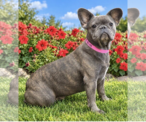 Medium Photo #1 French Bulldog Puppy For Sale in Bon Carbo, CO, USA