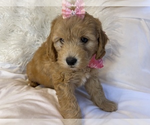 Aussiedoodle Miniature  Puppy for sale in TRAFALGAR, IN, USA