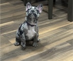 Cleopatra - Female French Bulldog Puppy for Sale - Photo #2