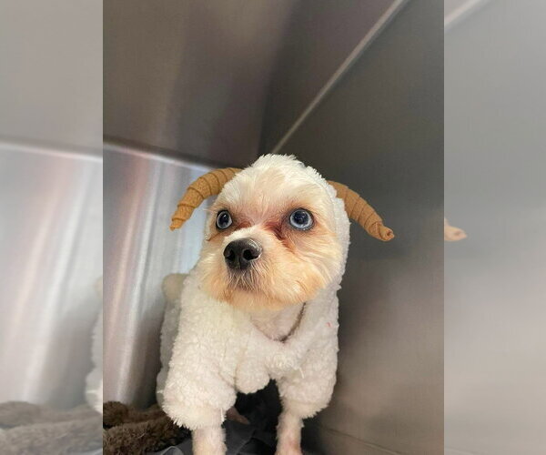 Medium Photo #3 Shih Tzu Puppy For Sale in Foristell, MO, USA