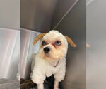 Small #2 Shih Tzu
