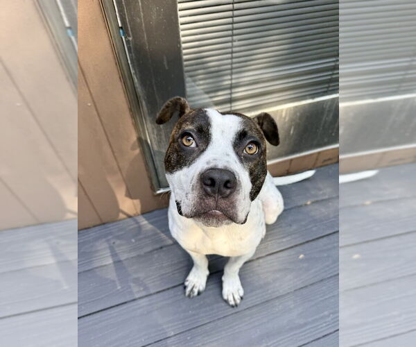 Medium Photo #13 Staffordshire Bull Terrier-Unknown Mix Puppy For Sale in Brewster, NY, USA