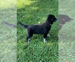 Small Photo #9 Goberian Puppy For Sale in MORGANTOWN, IN, USA