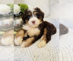 Puppy LUCCHESE MINI Bernedoodle (Miniature)