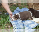 Small #7 Miniature Australian Shepherd