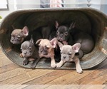 Small Photo #9 French Bulldog Puppy For Sale in WENTZVILLE, MO, USA