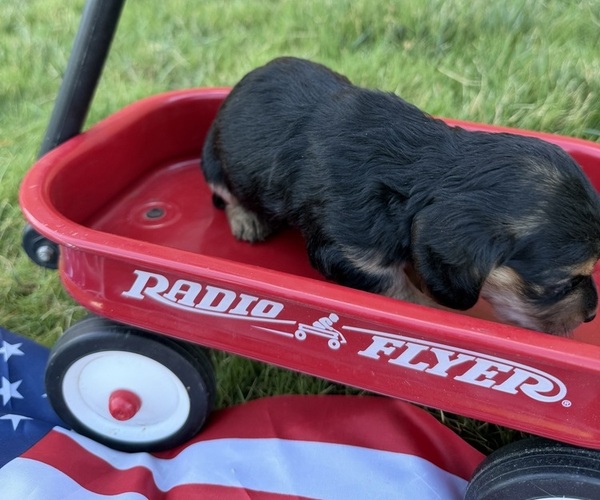 Medium Photo #3 Dachshund Puppy For Sale in WILEY, CO, USA