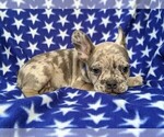 Small Photo #2 French Bulldog Puppy For Sale in CLAY, PA, USA