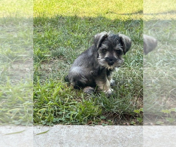 Medium Photo #6 Schnauzer (Miniature) Puppy For Sale in PLATTE CITY, MO, USA