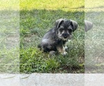 Small #5 Schnauzer (Miniature)