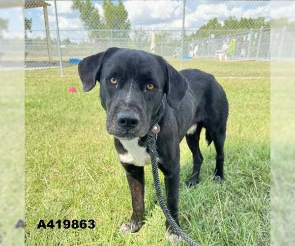 Medium Photo #1 Labrador Retriever Puppy For Sale in Conroe, TX, USA