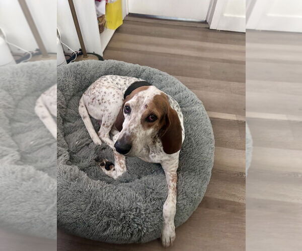 Medium Photo #4 Coonhound-Unknown Mix Puppy For Sale in Lakewood, CO, USA