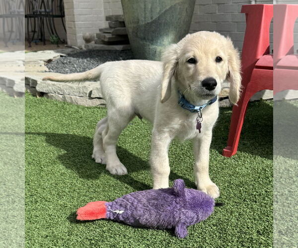 Medium Photo #9 Goldendoodle Puppy For Sale in Fort Worth, TX, USA
