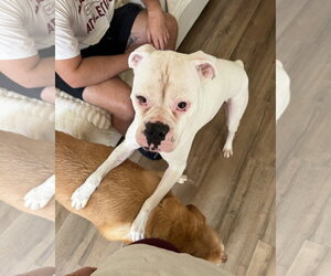 Cincy - Brazil - Female Boxer Dog for Adoption - Photo #4