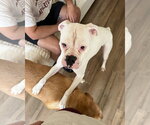 Small Photo #4 Boxer Puppy For Sale in Dumont, NJ, USA